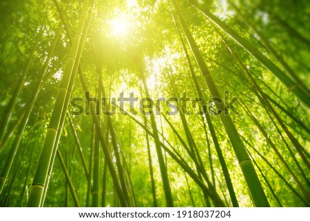 Green bamboo forest in the morning sunlight. Blurred nature background, selective focus. 