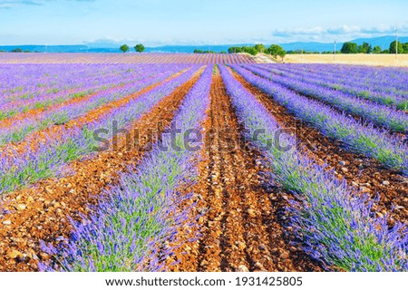 Lavender fields near Valensole, Provence, France. Young lavender flowers. Beautiful summer landscape. 