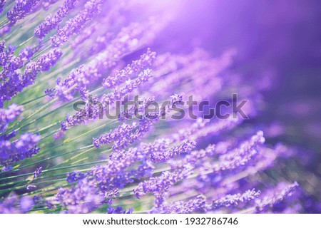 Lavender flowers in Provence, France. Macro image, shallow depth of field. Beautiful nature background