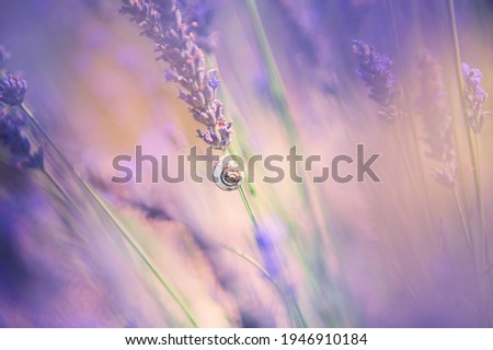 Small snail on the lavender flower. Macro image, shallow depth of field. Lavender flowers in Provence, France. Beautiful nature background