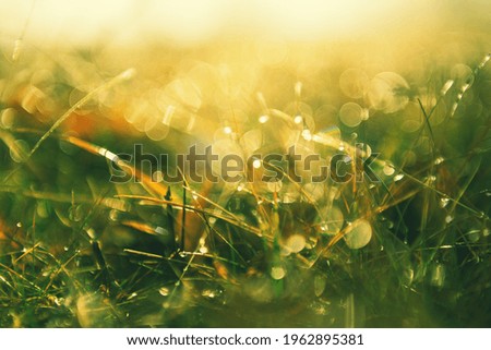 Green grass with morning dew at sunrise. Macro image, shallow depth of field. Blurred summer nature background