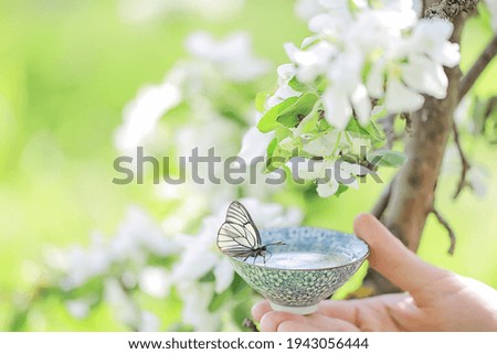 spring tea, Chinese green fresh tea, butterfly on flowers, happiness and Asian meditation in spring