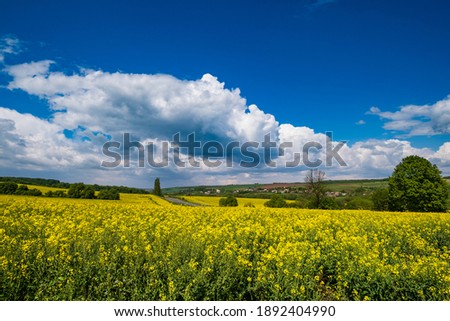 Road through spring rapeseed yellow blooming fields view, blue sky with clouds in sunlight. Natural seasonal, good weather, climate, eco, farming, countryside beauty concept.