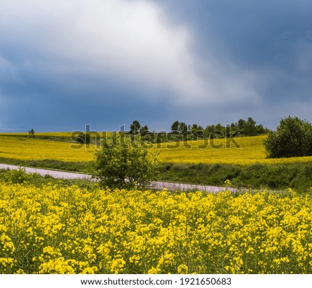 Road through spring rapeseed yellow blooming fields panoramic view, sky with clouds in sunlight. Natural seasonal, good weather, climate, eco, farming, countryside beauty concept.