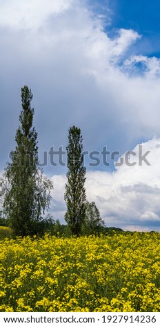 High poplar trees group in spring rapeseed yellow blooming fields view, sky with clouds in sunlight. Natural seasonal, good weather, climate, eco, farming, countryside beauty concept.