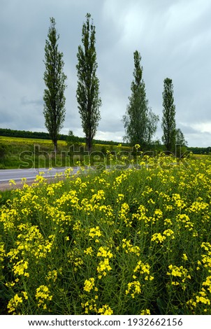 High poplar trees group near road through spring rapeseed yellow blooming fields view, sky with clouds in sunlight. Natural seasonal, good weather, climate, eco, farming, countryside beauty concept.