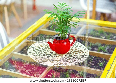 red teapot filled with soil with a flower inside a flowerpot on a glass table inside growing greens closeup, vegetarian eco friendly healthy food cafe.