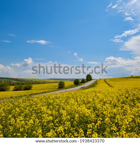 Road through spring rapeseed yellow blooming fields view, blue sky with clouds in sunlight. Natural seasonal, good weather, climate, eco, farming, countryside beauty concept.