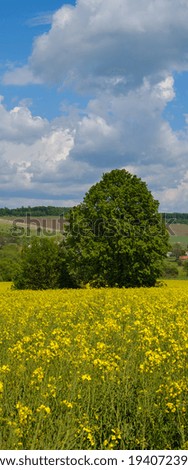 Spring rapeseed yellow blooming fields panoramic view, blue sky with clouds in sunlight. Natural seasonal, good weather, climate, eco, farming, countryside beauty concept.