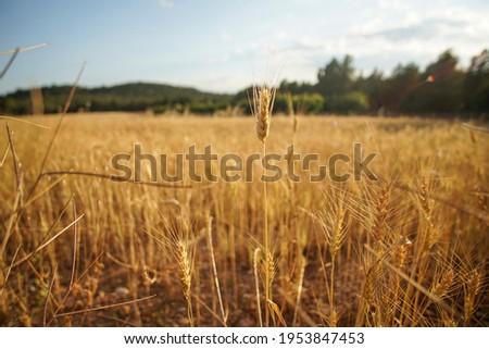 Wheat field. Ears of golden wheat. Beautiful Sunset Landscape. Background of ripening ears. Teruel Spain