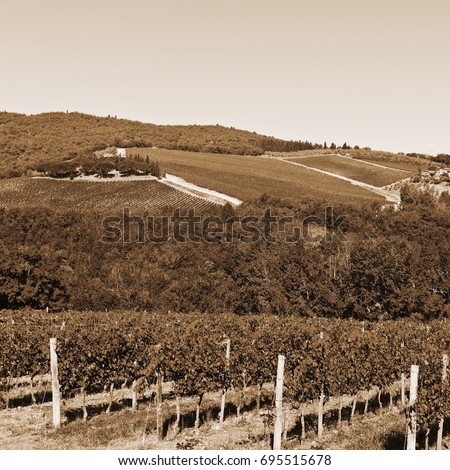 Vineyard with Ripe Grapes in the Autumn, Vintage Style Sepia  