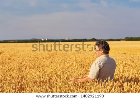 Farmer walking through a golden wheat field, looking at the harvest.