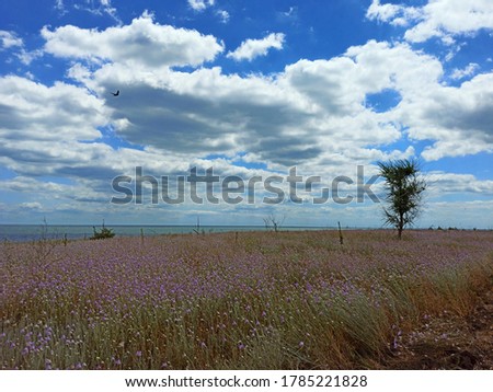 Beautiful violet flower field with tree, sea nearby