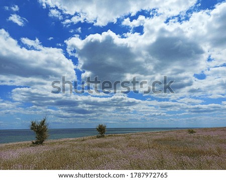 Beautiful violet flower field with tree, sea nearby