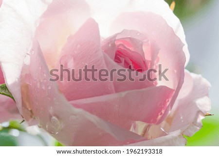 Similar – Image, Stock Photo Raindrops on the rose