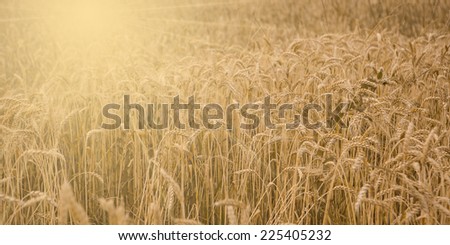 Field of wheat ready to be harvested.