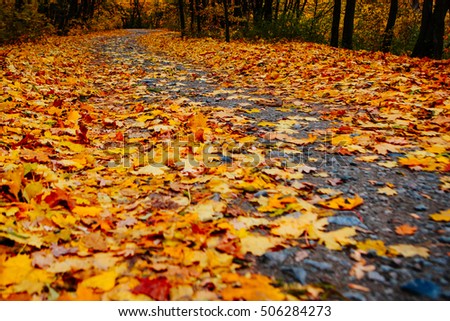 Beautiful Colorful Autumn Leaves / green, yellow, orange, red