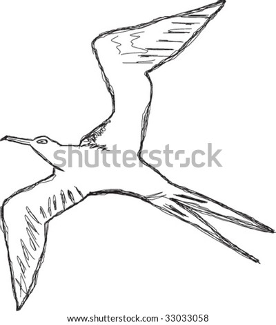 Sketch of Manowar bird