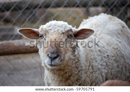 portrait of a little sheep