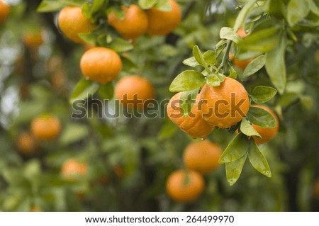 Fresh clementine on the tree