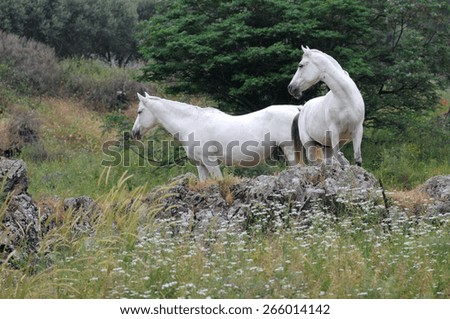 Two white horses at the field, one standing on a rock.
