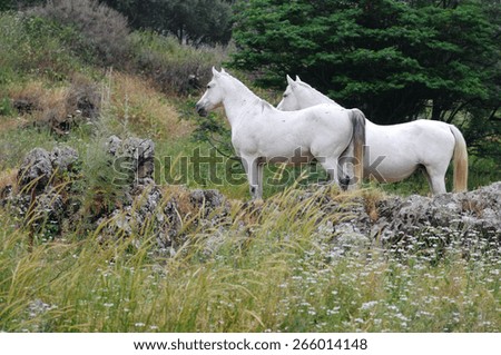 Two white horses at the field, one standing on a rock.