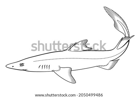 Spiny Dogfish (Spurdog). Vector clipart. All elements are colorable.