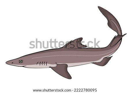 Spiny Dogfish (Spurdog). Squalus. Color vector clipart.