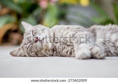 Cat sleeping on the ground