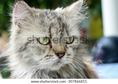 Close up Cute grey persian cat - angry face