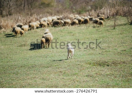little lamb running to the herd of sheep on a green meadow in mountains