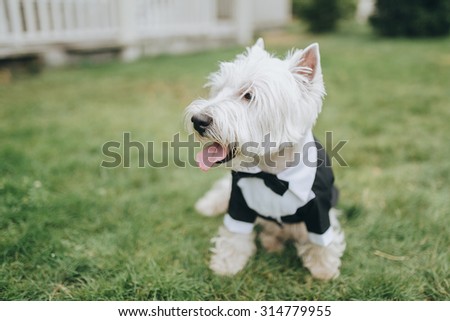 white dog in a suit sitting on a green lawn in the backyard