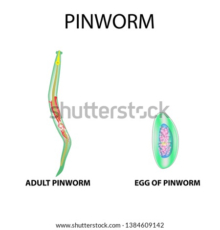 a pinworms népszerű neve)