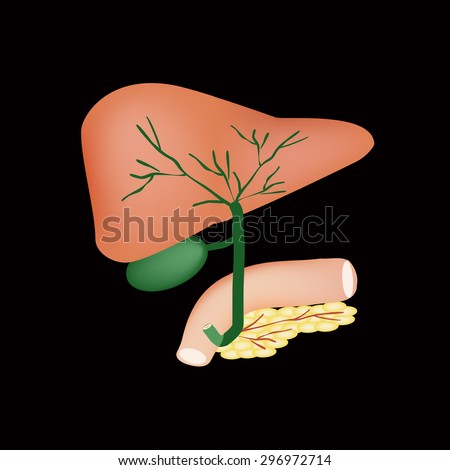 The Anatomical Structure Of The Liver, Gallbladder, Bile Ducts And ...