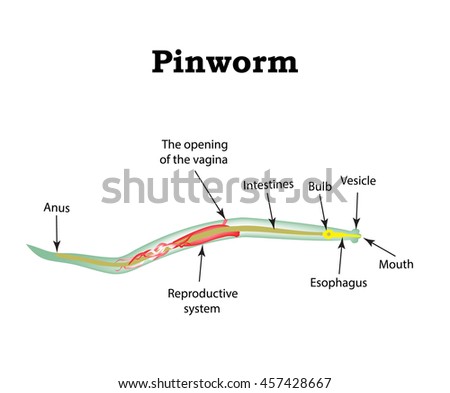 pinworms méret