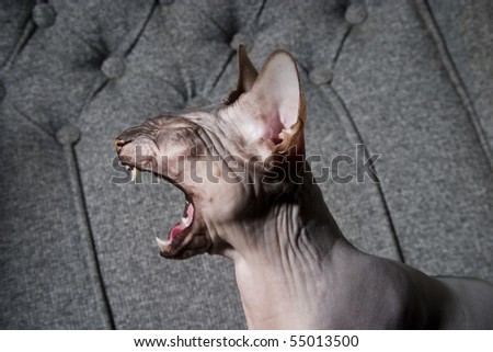 Skinny cat yawning on sofa