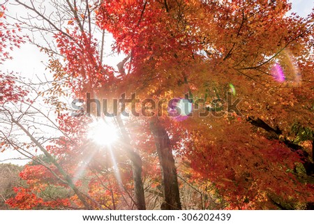 Sunlight flare with red maple leaves , color of  Autumn in Japan.