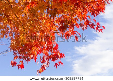 Red maple leaves with blue sky background, autumn in Japan
