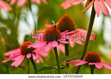 Similar – Image, Stock Photo Echinacea purpurea from North America, purple inflorescence