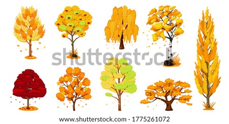 Autumn trees set. Isolated oak, birch, maple tree plant with yellow and orange fall foliage leaves icon collection. Vector autumn season forest nature and environment illustration