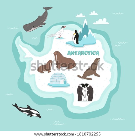 Antarctica wildlife. Animal, bird, underwater life and nature. Snowbound Antarctica continent discovery and exploration. North Pole mainland flora and fauna illustration. Vector northern wildlife map