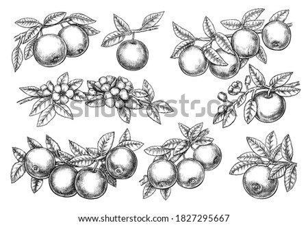Apple branch. Hand drawing ink graphic sketch set blossom apple tree branch, fresh grown ripe fruit, foliage and flower on stem. Seasonal orchard grocery harvesting.