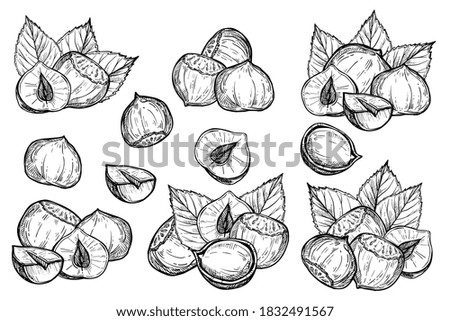 Hazel nut set. Isolated flat hazelnut in shell and peeled with leaves sketch icons. Natural healthy hazel nut organic food collection. Vegetarian diet snack vector illustration