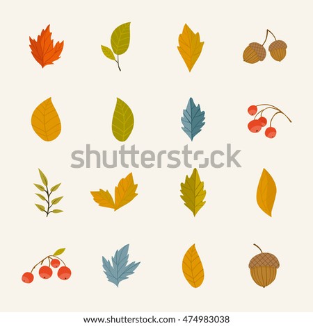 Autumn leaf design. Colorful falling oak, maple, birch leaves, rowan berry, acorn. Vector september, october or november tree foliage. Botanical forest plant element illustration. Autumnal icon set
