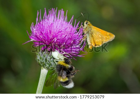 A soft focus of a bee and a butterfly on a purple flower at a meadow