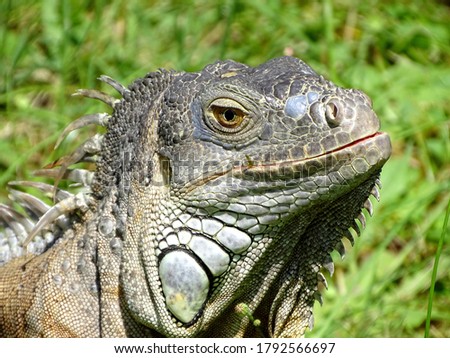 A selective focus shot of a lizard sitting on the green grass