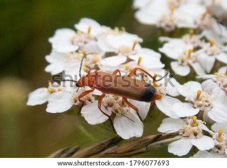 A selective focus shot of a big brown insect on white flowers