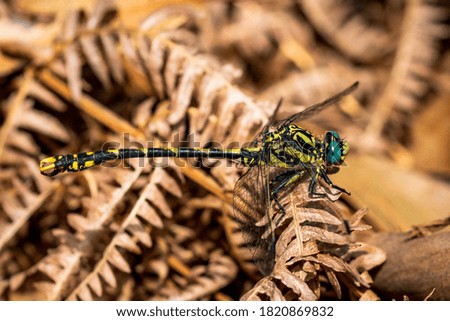 A macro shot of an Odonata on a plant