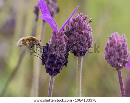 A closeup shot of a bumblebee sitting on a lavender flower