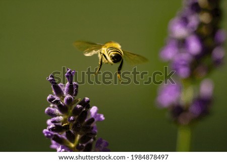 A closeup of a bee flying towards English lavender in a field under the sunlight with a blurry background